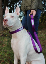 Load image into Gallery viewer, Purple pink dog leash and martingale collar Pitbull terrier rescue dog hiking small business washington
