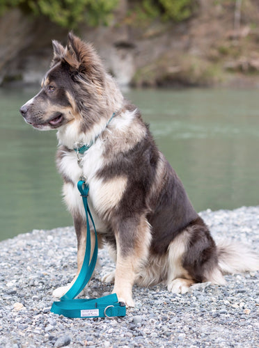 dark teal, dog leash, adjustable, dog gear, silver, small business, handmade, women owned, husky malamute