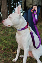 Load image into Gallery viewer, Purple pink dog leash and martingale collar Pitbull terrier rescue dog hiking small business washington
