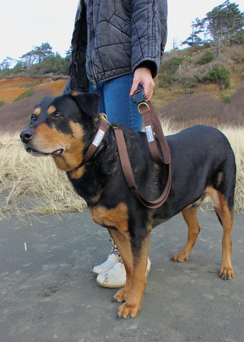 Brown leash and martingale collar Rottweiler dog on the beach in Washington small business 