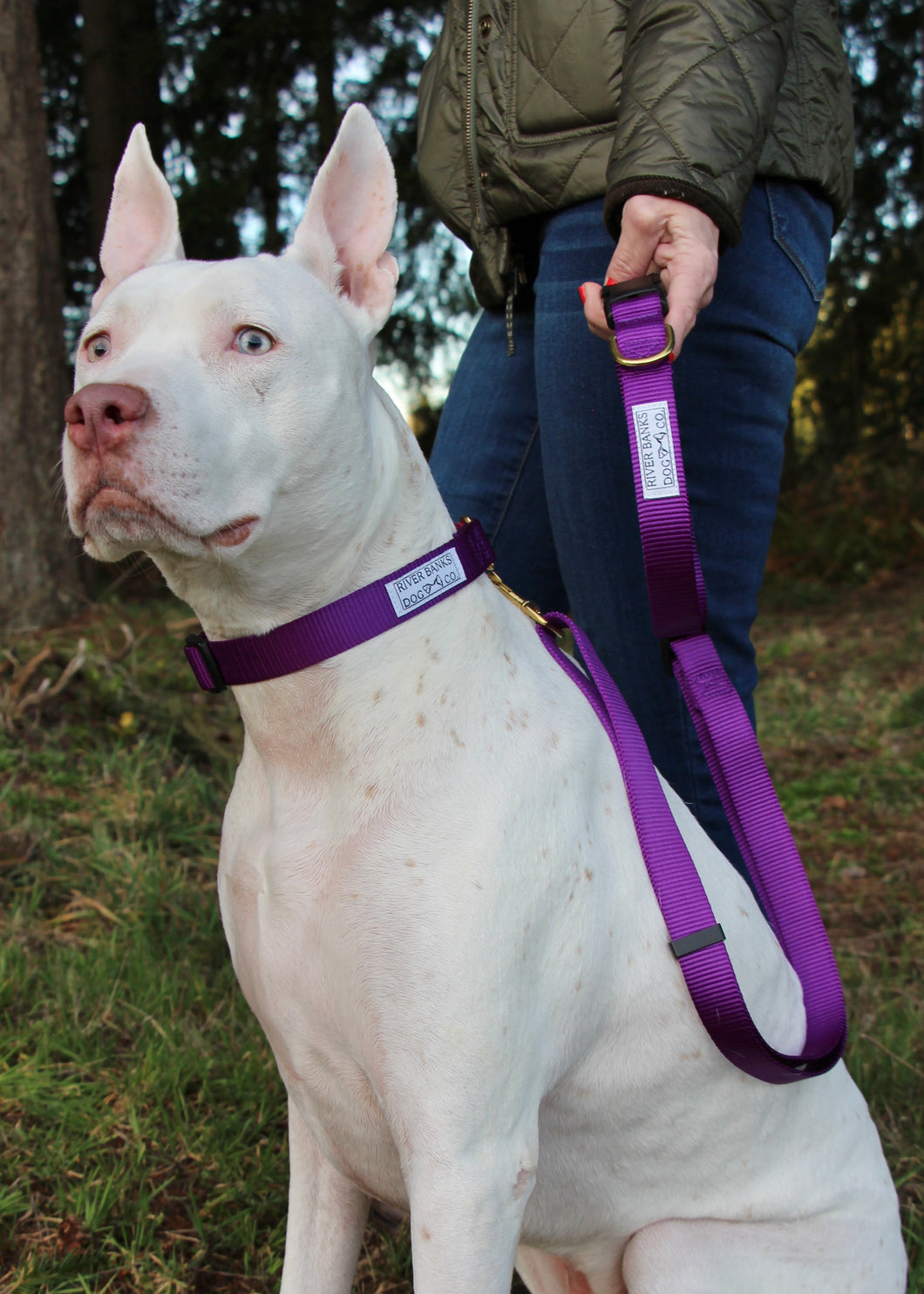 Purple pink dog leash and martingale collar Pitbull terrier rescue dog hiking small business washington