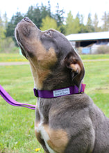 Load image into Gallery viewer, Purple &amp; Rose Martingale Collar
