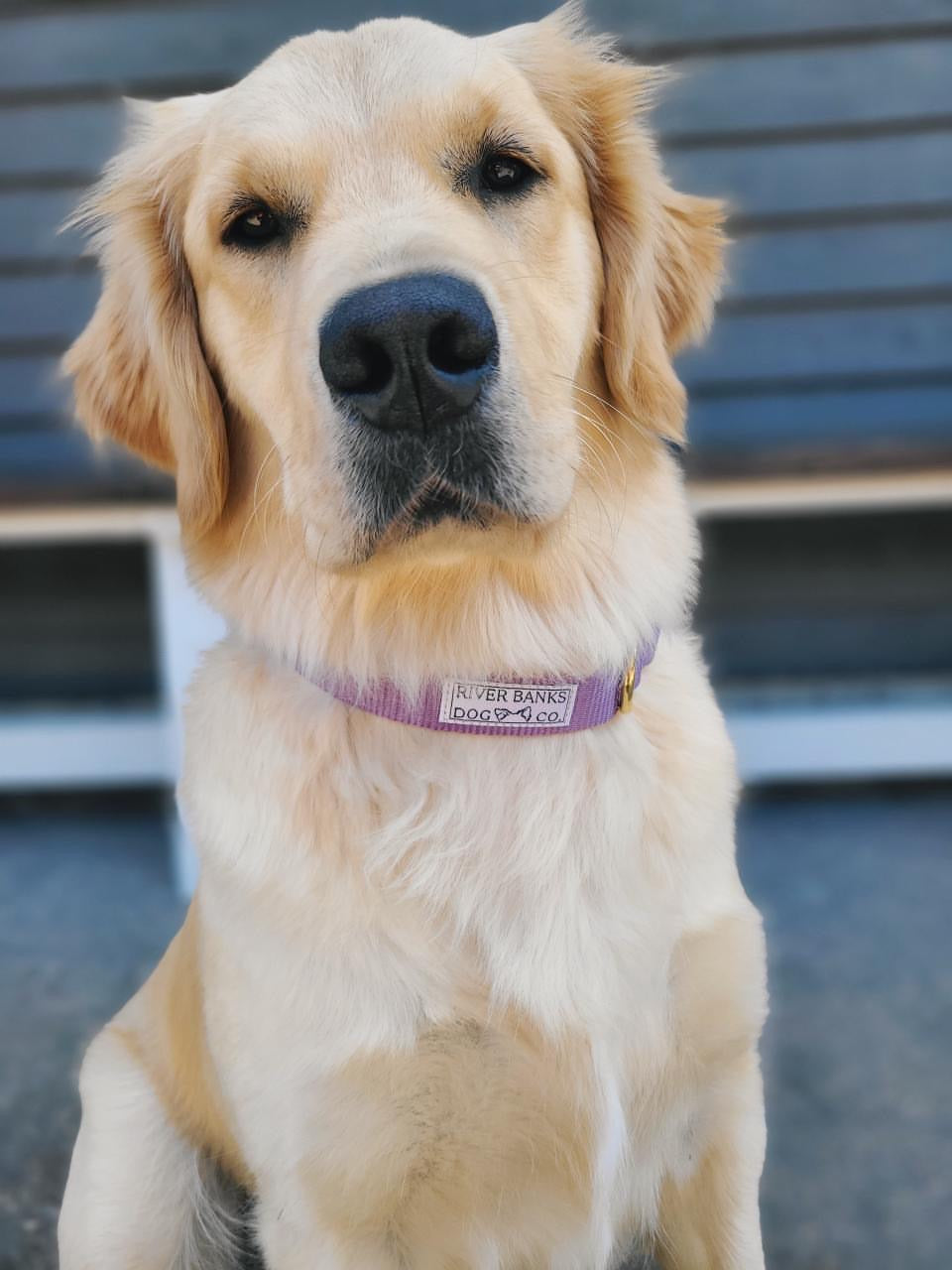lavender handmade collar dog golden retriever small business