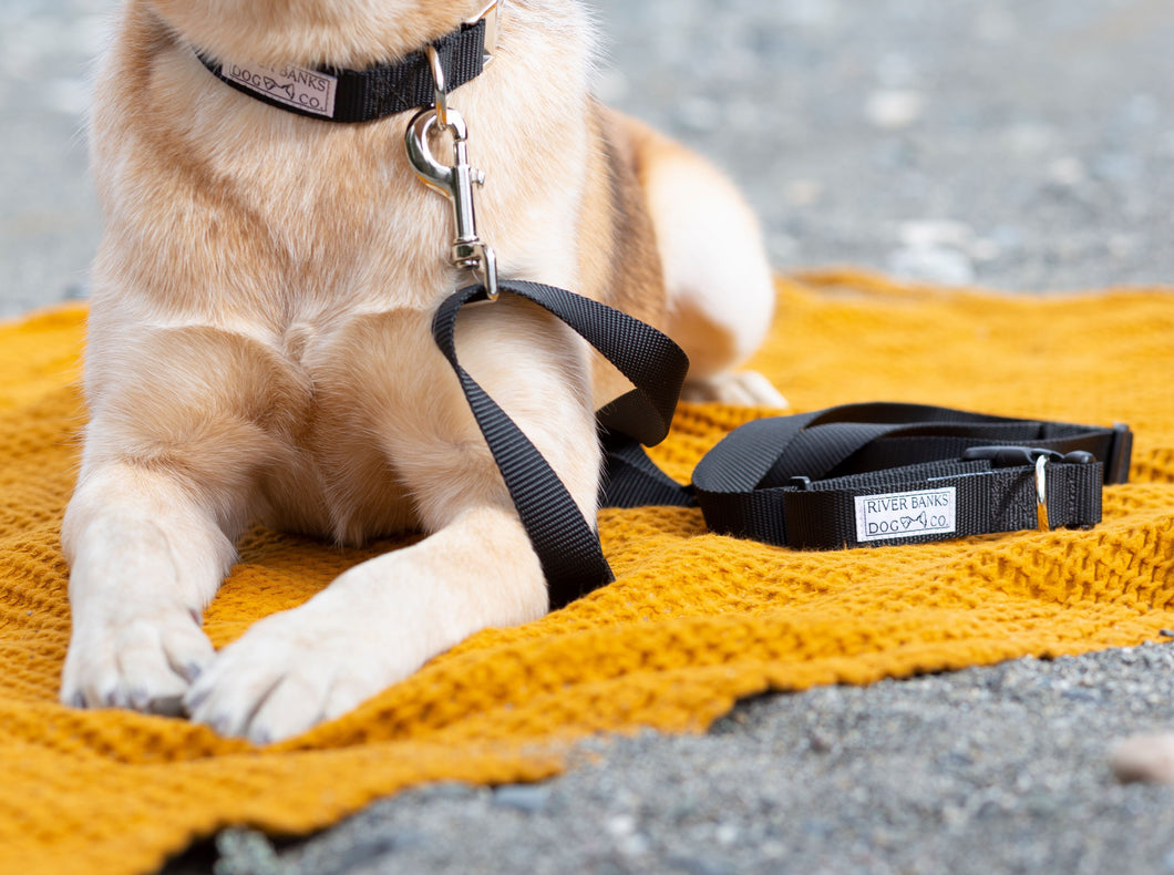 adjustable dog leash, dog leash, dog gear, black, women owned, small business