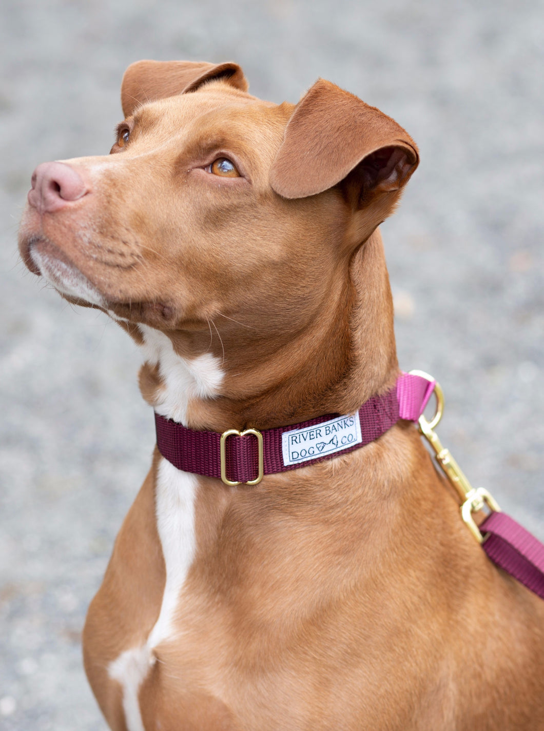 martingale collar, dog collar, dog leash, dog gear, rescue dog, pitbull, handmade, maroon, burgundy, pink, rose, bloom