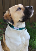 Load image into Gallery viewer, dark teal dog collar saint st bernard small business woman owned
