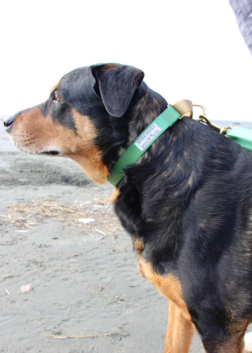 Green and tan martingale dog collar leash Rottweiler on the beach Washington coast small business 