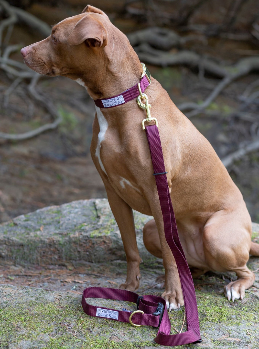 dog leash, adjustable, maroon, burgundy, pitbull, small business, women owned