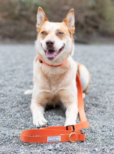 orange adjustable dog leash handmade dog gear small business women owned gold