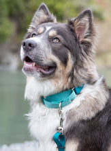 Load image into Gallery viewer, dog collar, dog gear, dog leash, martingale collar, rescue dog, husky mix, handmade product, small business, women owned, teal, blue, pacific
