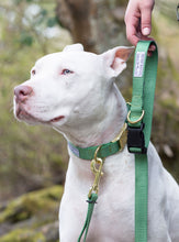 Load image into Gallery viewer, sage green adjustable dog collar dog gear accessories handmade small business gold
