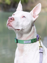 Load image into Gallery viewer, Wildflower, lavender, green, sage, purple, handmade, dog collar, dog leash, martingale collar, rescue dog, small business, women owned, pitbull
