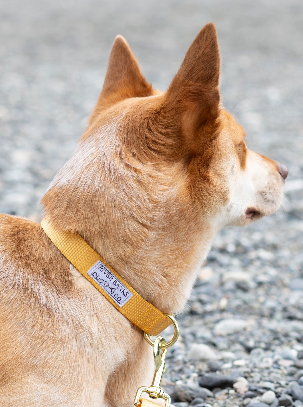 yellow gold dog collar adjustable dog gear small business women owned